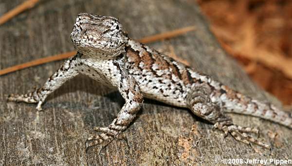 Eastern Fence Lizard (Sceloporus undulatus)