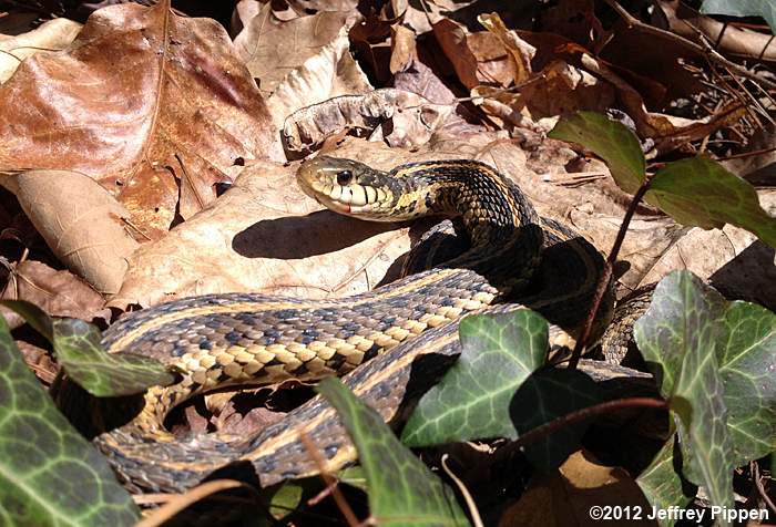 Eastern Garter Snake (Thamnophis sirtalis sirtalis)