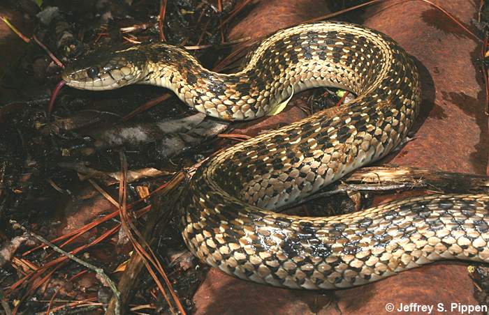Eastern Garter Snake (Thamnophis sirtalis sirtalis)