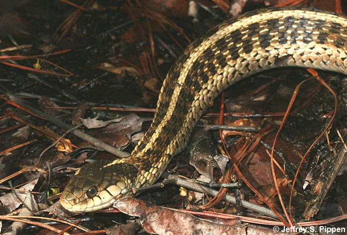 Eastern Garter Snake (Thamnophis sirtalis sirtalis)
