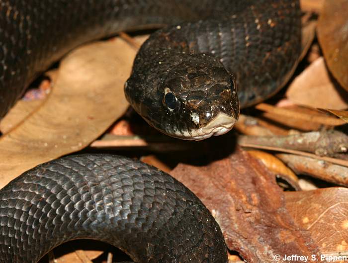 Eastern Hognose Snake (Heterodon platyrhinos)