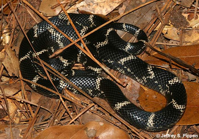 Eastern Kingsnake (Lampropeltis getulus)