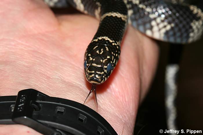 Eastern Kingsnake (Lampropeltis getulus)