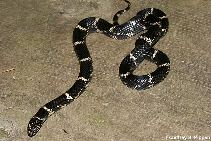Eastern Kingsnake (Lampropeltis getulus)