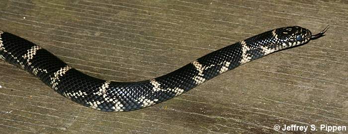 Eastern Kingsnake (Lampropeltis getulus)
