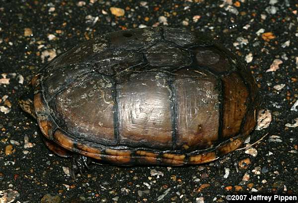 Eastern Mud Turtle (Kinosternun subrubrum)