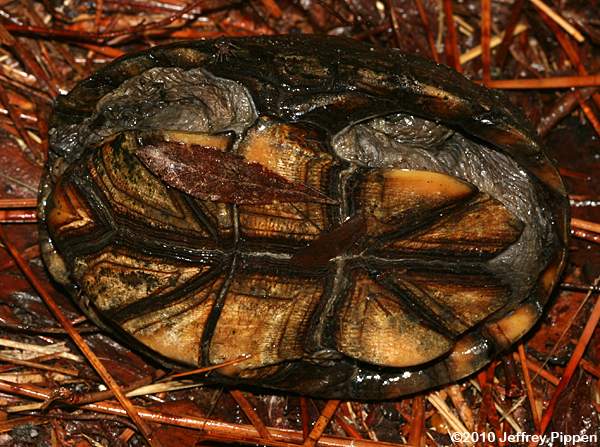 Eastern Mud Turtle (Kinosternun subrubrum)