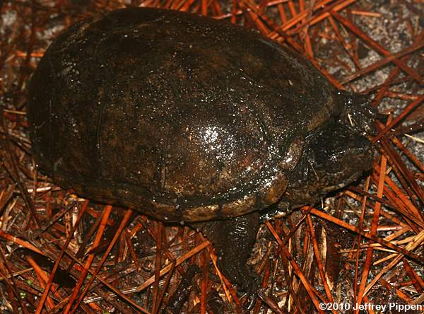 Eastern Mud Turtle (Kinosternun subrubrum)