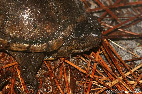 Eastern Mud Turtle (Kinosternun subrubrum)