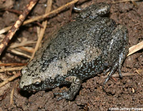 Eastern Narrowmouth Toad (Gastrophryne carolinensis)