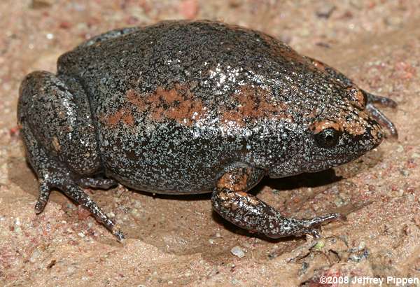 Eastern Narrowmouth Toad (Gastrophryne carolinensis)