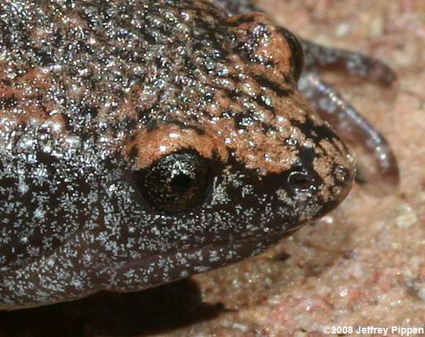 Eastern Narrowmouth Toad (Gastrophryne carolinensis)