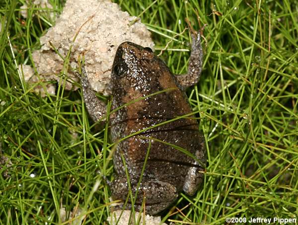 Eastern Narrowmouth Toad (Gastrophryne carolinensis)