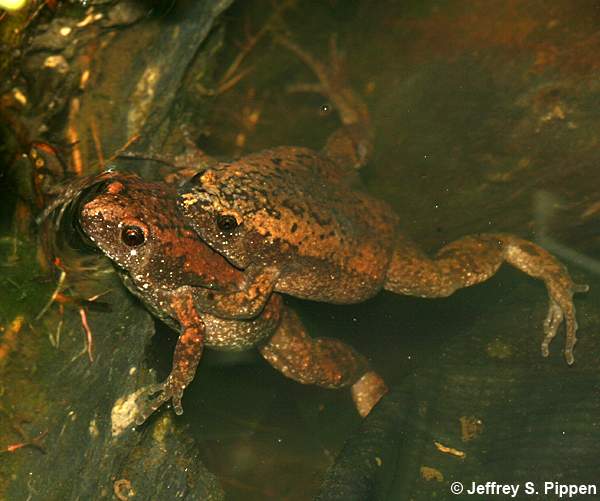 Eastern Narrowmouth Toad (Gastrophryne carolinensis)