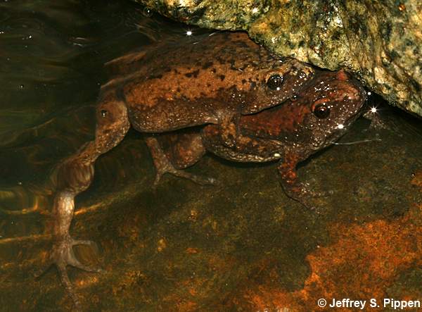 Eastern Narrowmouth Toad (Gastrophryne carolinensis)