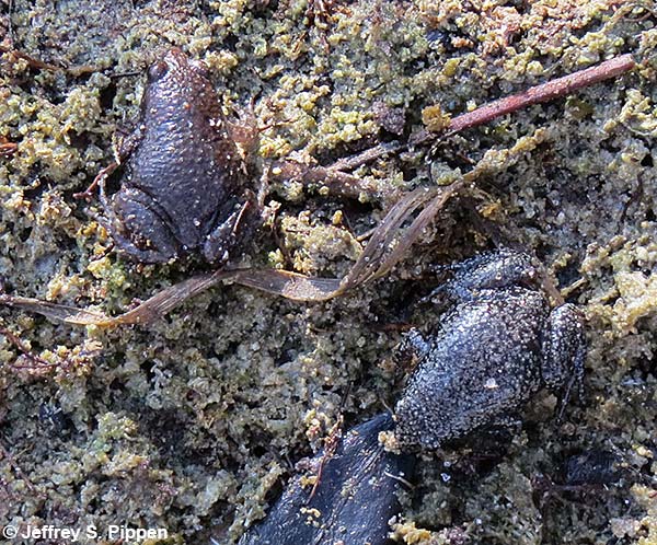Eastern Narrowmouth Toad (Gastrophryne carolinensis)