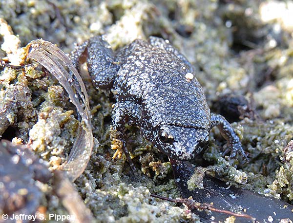 Eastern Narrowmouth Toad (Gastrophryne carolinensis)
