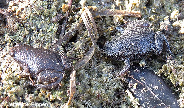 Eastern Narrowmouth Toad (Gastrophryne carolinensis)