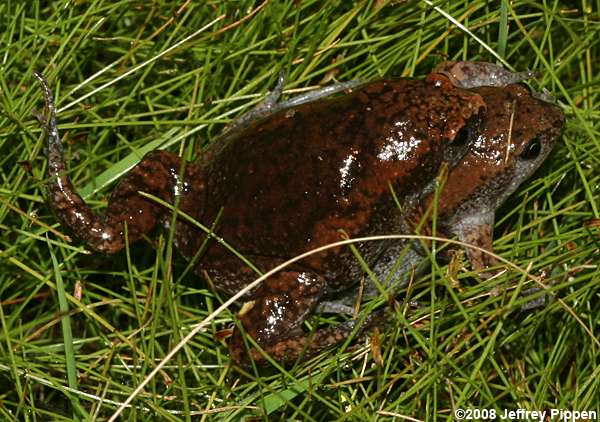 Eastern Narrowmouth Toad (Gastrophryne carolinensis)