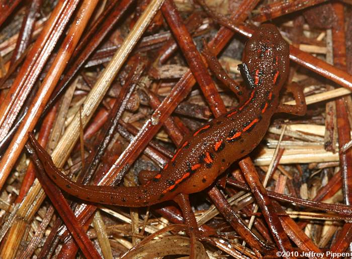 'Red-spotted' Eastern Newt (Notophthalmus viridescens viridescens)