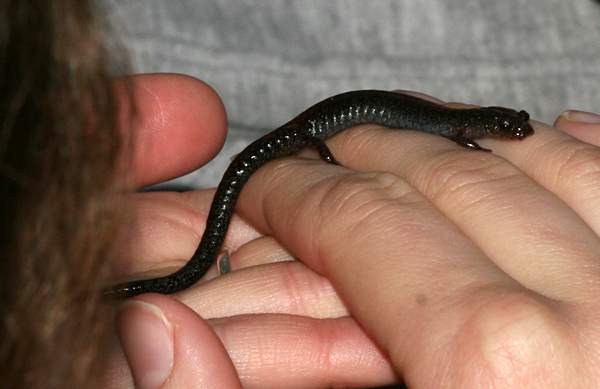 Red-backed Salamander (Plethodon cinereus)