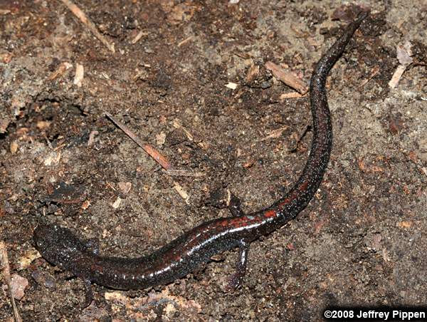 Red-backed Salamander (Plethodon cinereus)