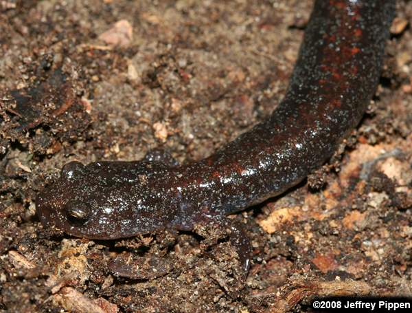 Red-backed Salamander (Plethodon cinereus))