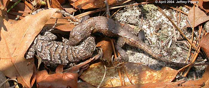 Eastern Fence Lizard (Sceloporus undulatus)