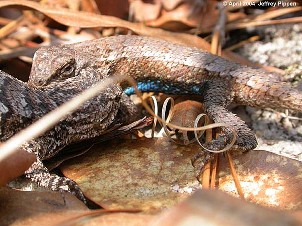 Eastern Fence Lizard (Sceloporus undulatus)