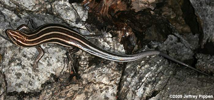 Five-lined Skink (Eumeces sp.)