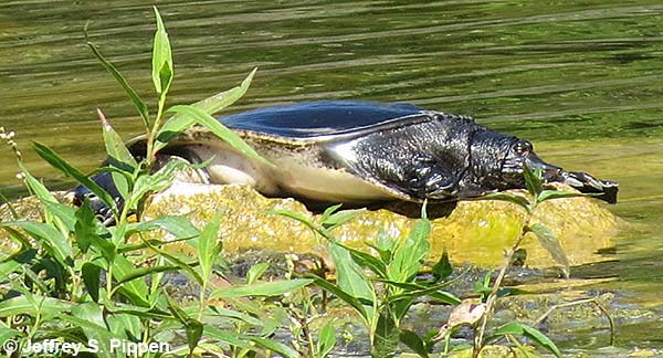 Florida Softshell Turtle (Apalone ferox)