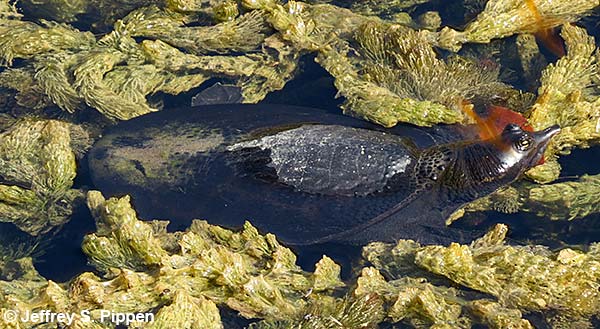 Florida Softshell Turtle (Apalone ferox)