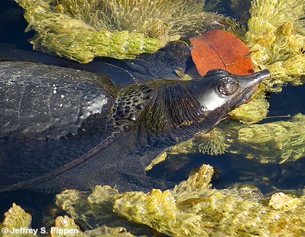 Florida Softshell Turtle (Apalone ferox)