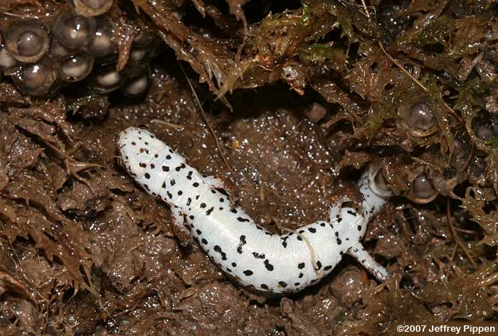 Four-toed Salamander (Hemidactylium scutatum)