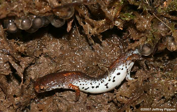 Four-toed Salamander (Hemidactylium scutatum)