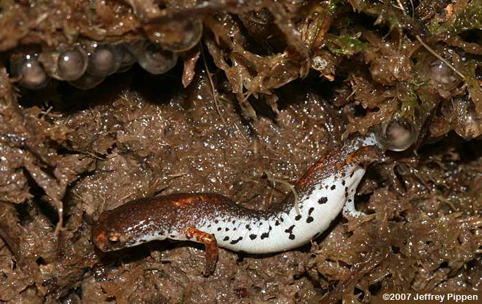 Four-toed Salamander (Hemidactylium scutatum)