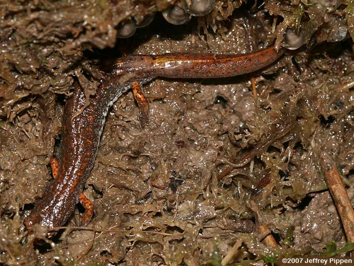 Four-toed Salamander (Hemidactylium scutatum)