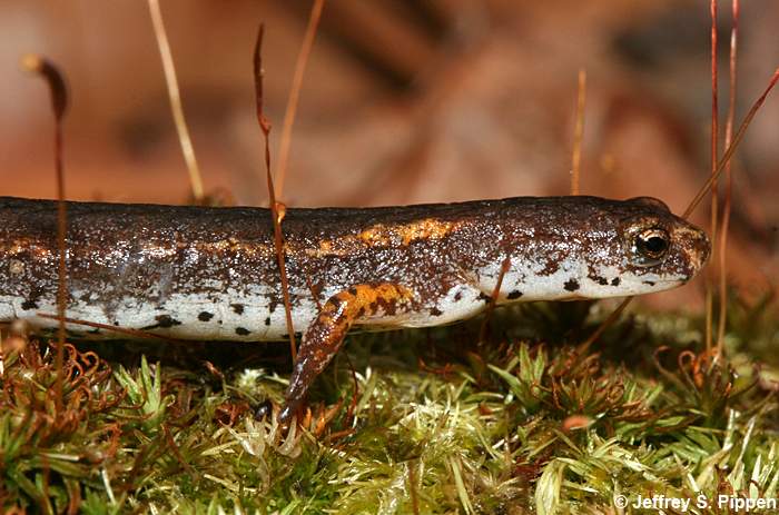 Four-toed Salamander (Hemidactylium scutatum)