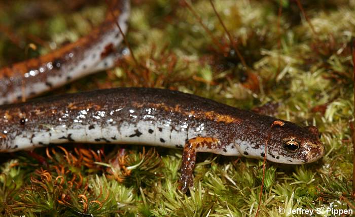 Four-toed Salamander (Hemidactylium scutatum)