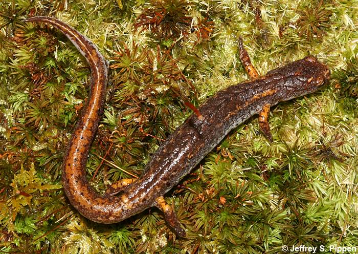 Four-toed Salamander (Hemidactylium scutatum)