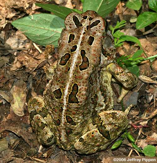 Fowler's Toad (Bufo  fowleri)