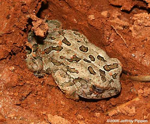 Fowler's Toad (Bufo  fowleri)