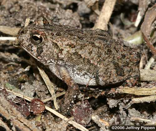 Fowler's Toad (Bufo  fowleri)
