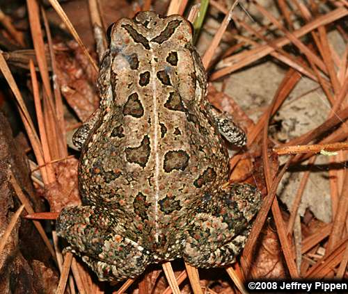 Fowler's Toad (Bufo  fowleri)