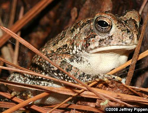 Fowler's Toad (Bufo  fowleri)