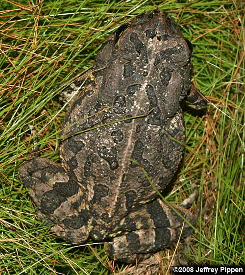Fowler's Toad (Bufo  fowleri)