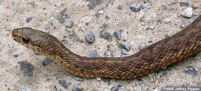 Eastern Garter Snake (Thamnophis sirtalis sirtalis)