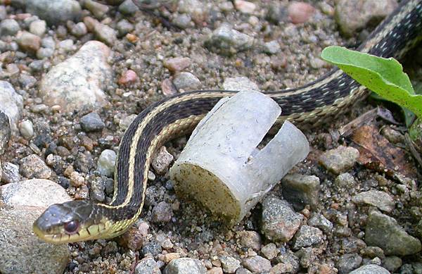 Eastern Garter Snake (Thamnophis sirtalis sirtalis)