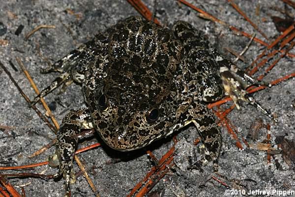 Carolina Gopher Frog (Rana capito)