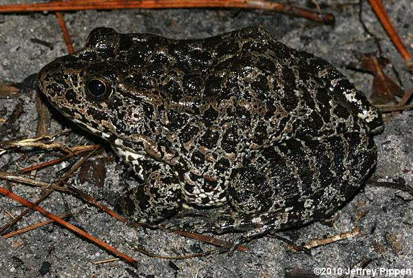 Carolina Gopher Frog (Rana capito)